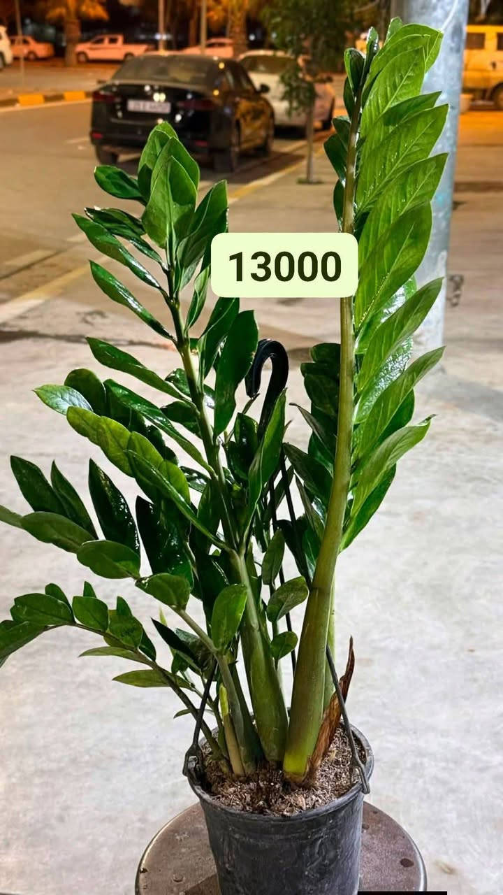 تخفيضات لكل زرع عندي 
***********
