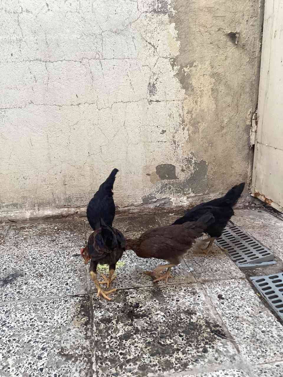 دجاجات للبيع عدد ٤ديج ودجاجه اسود كحل وديج ودجاجه شمسيات ملقحات صحاوه فول نجف حي الجمعيه السعر ٣٠ الف


**إذا كنت صاحب هذا الإعلان وتريد حذفه لأي سبب، رجاءا أرسل رسالة إلى الدعم الفني**