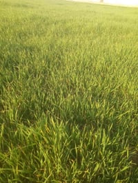 زرع • ٤دونم • قرية السهيل