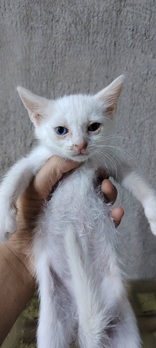 سلام عليكم عندي هذني للتبني منو يريد خل يراسلني وتدللون


**إذا كنت صاحب هذا الإعلان وتريد حذفه لأي سبب، رجاءا أرسل رسالة إلى الدعم الفني**