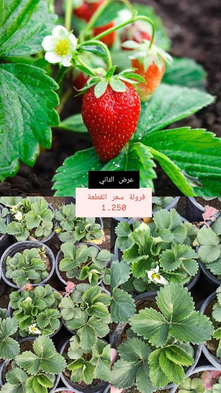 خلّي النباتات الظلّية تزيّن منزلك وتضيف جمالاً للمكان 🌿
تشكيلة مميزة من النباتات الظلّية والخارجي
بجودة مميزة وأسعار مناسبة.
📍 متوفر الآن في بابونج 🌼
(يوجد.لدينا خدمة توصيل لكافة احياء مدينة الموصل) 
الحجز والاستفسار 
الاتصال/ مراسلة الصفحة 
***********
