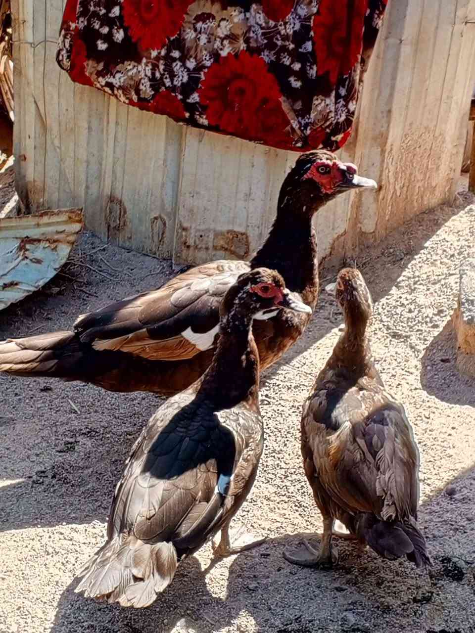 بسم الله. ..متاح بش مصري احمر عملاق 3 نثايه وفحل وحده كاركه حلال نضيف درجه.اولى شوفت عينك سعر الكل 250 مكاني بصره قضاء المدينه. توصيل للاسف ماعندي. ***********
