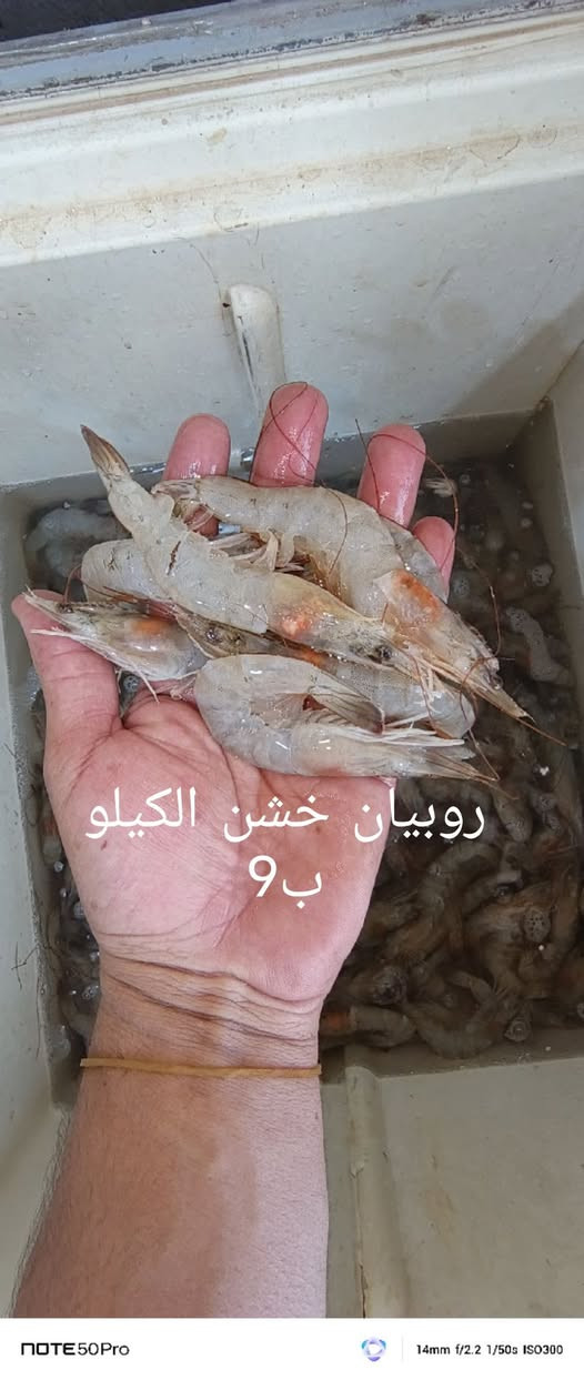 السلام عليكم من رخصة الادمن
اللهم صل على محمد وال محمد
محل اسماك المرتضى لبيع الاسماك البحريه والنهريه وجبه جديده بتاريخ 9/7/2026 العنوان ام قصر شارع 11 مقابيل حجي عدنان اللحيمجي
***********
