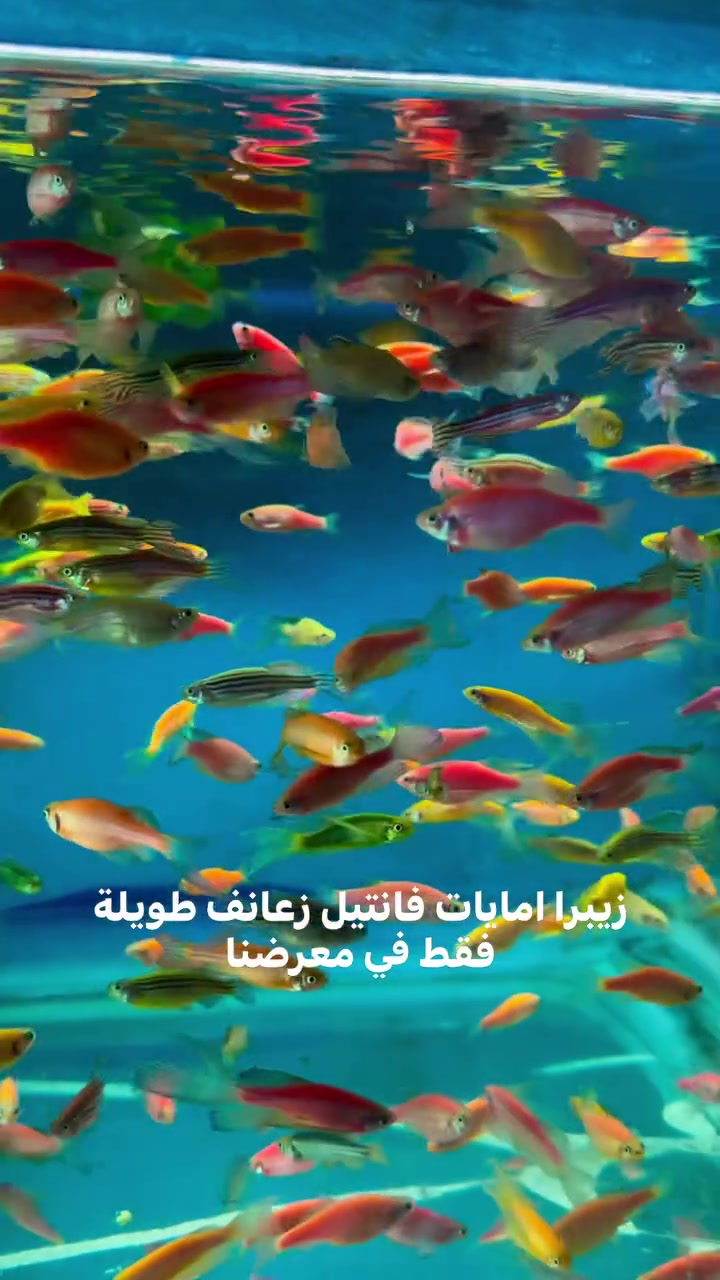 المتوفر في معرضنا حالياً
كركوك الواسطي سايد شقق الغاز قرب حلويات كراميل معرض دسكاس


**إذا كنت صاحب هذا الإعلان وتريد حذفه لأي سبب، رجاءا أرسل رسالة إلى الدعم الفني**