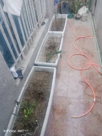 سنادين • نبات وياها • لوحده