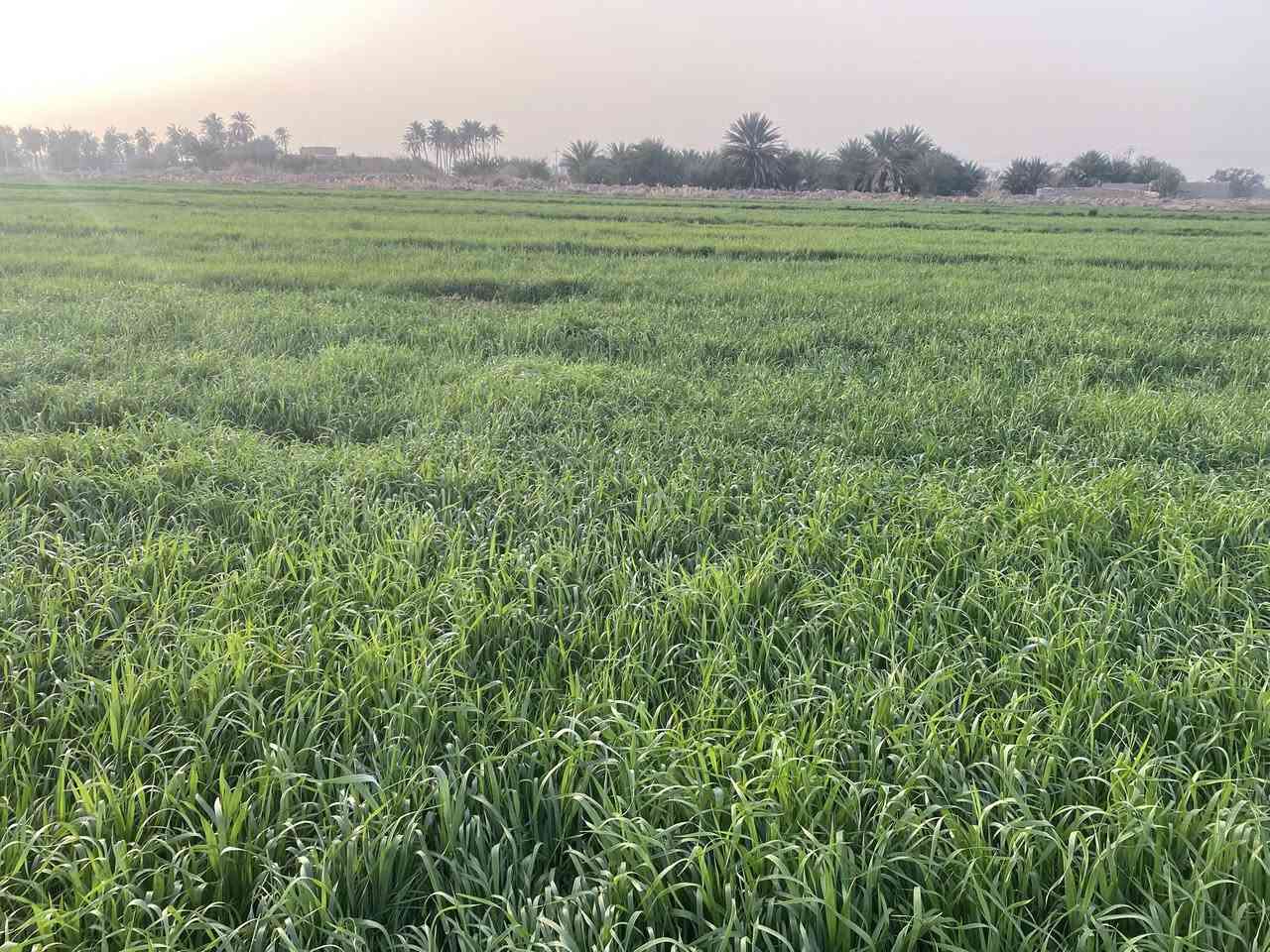 السلام عليكم ورحمه الله وبركاته 
ارض زراعيه للبيع المساحه 16 دونم متوفر ماء وكهرباء الاستفسار الاتصال على الرقم التالي *********** 

***********
المكان واسط قضاء الموفقيه قريه الخميسيه
