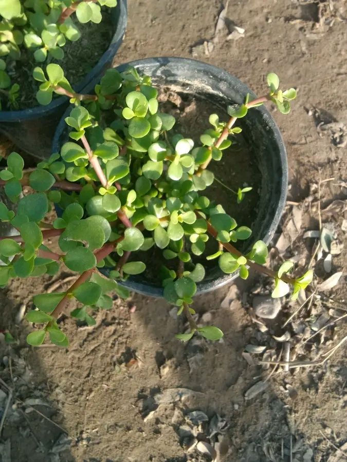 وجبه جديدة كل 3سنادين ب5
كاريزيا 3سنادين ب5 
شوكه المسيح 3سنادين ب5 
بنفسج 3سنادين ب5 
دمعه الطفل 3سنادين ب5 
التوصيل داخل بغداد فقط 
للطلب*********** واتساب
