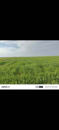 بل رحاب • ١٣٥ دونم • قطاس ٢٥