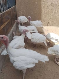 أفحل مخاليف • ١١٠ يوم • تكريت القادسيه