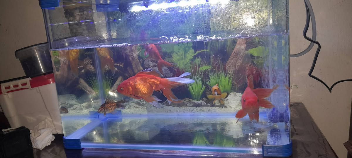 سلام عليكم
مكاني الكاظمية
حوض سمك للبيع عرض ٤٥ سم وارتفاع


**إذا كنت صاحب هذا الإعلان وتريد حذفه لأي سبب، رجاءا أرسل رسالة إلى الدعم الفني**