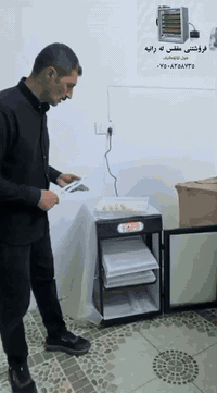 سڵاو لەبەخێووکەرانی پەلەوەر‌
‏
‏ٸەم جارە هاتینەوە لاتان بە باشترین جۆری 
‏مفقس کە سیستەمی پلەی گەرمی و ڕادەی شێی و سوڕانی هێلکە
زەمانی یەک ساڵ کارەبایی
فول اۆتۆماتیکە
‏پێک هاتوە لە عەدەدی
 100دانە هێلکەی
 150دانە هێلکەیی 
250دانە هێلکەیی
‏  بۆ زانیاری زیاتر پەیوەندیمان پێوە بکە
‏***********واتساپ وایبر
‏***********
