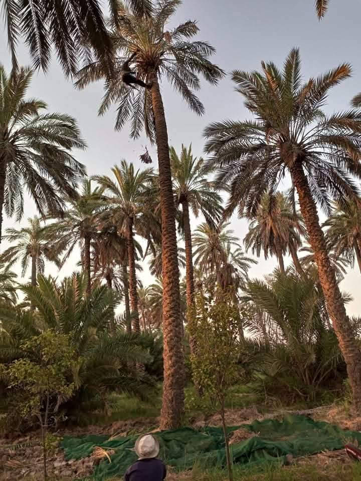 السلام عليكم 
تكريب نخل 
شلاع فسايل/ تجذير فسايل 
شغل درجه اولى /***********
