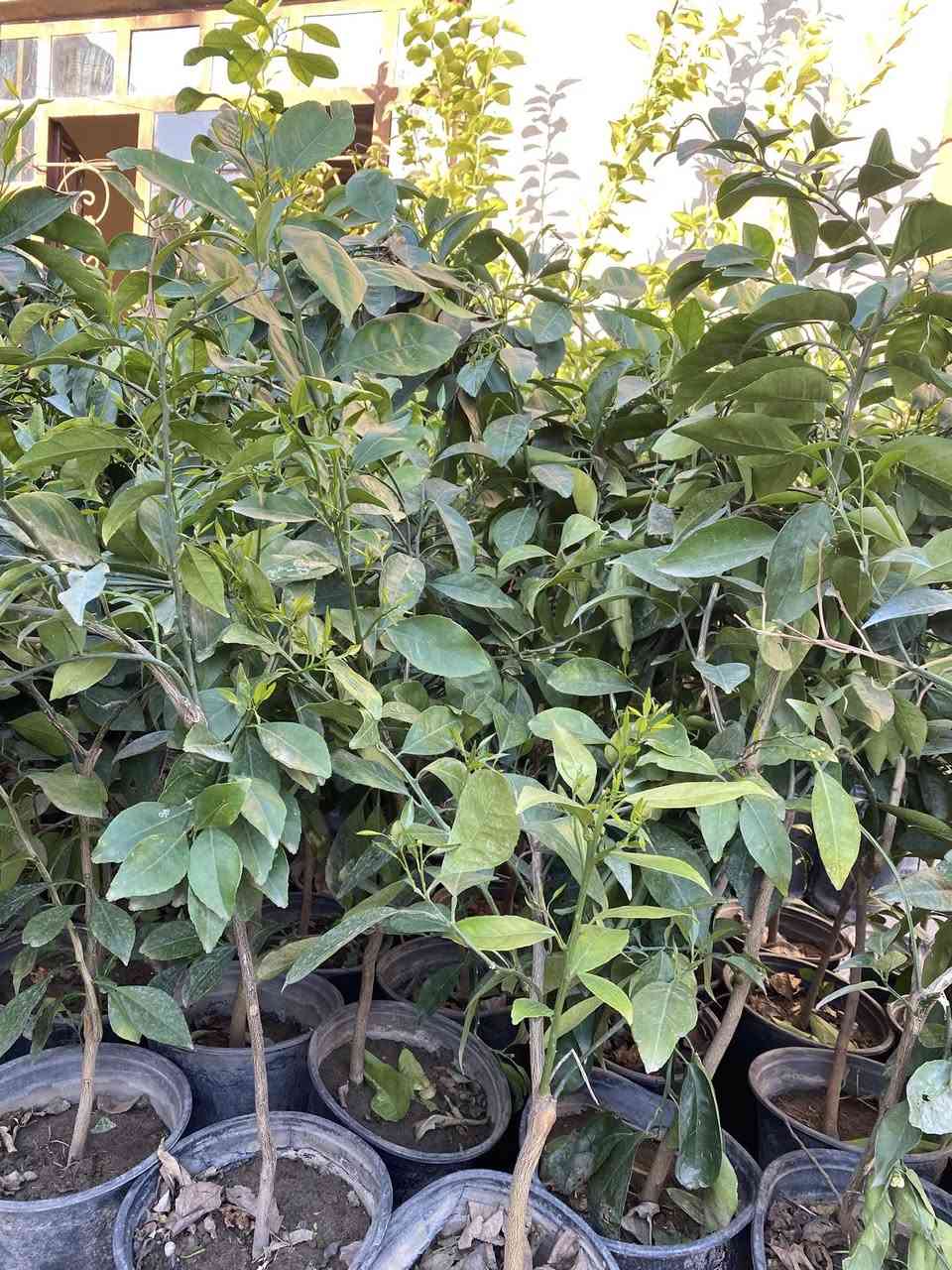 يوجد جميع انواع الشتل لبيع 
برتقال 3,500
سندي3,000 
لالنكي3,000
تين نوع اول 3,000
عنب 3,000 
توكي 2,000
لرنج2,000
تين نوع ثاني 2,000 
تربته متموس3,000
استفسار اتصال واتساب ***********
اتصال رقم ***********
