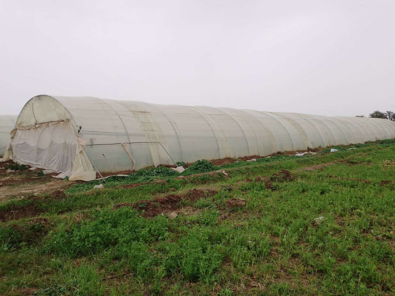 السلام عليكم..عادة نشر بسبب كذب بل وعود و جماعه الي يكسوم حلال ناس 

بيوت زجاجه لبيع عدد ثنين 
واحد لبناني ٢٢قوس 
ثاني اردني ٢٣قوس 

من يرغب بل شراء يتواصل خاص 

لي مايشتري لا يدوخني


**إذا كنت صاحب هذا الإعلان وتريد حذفه لأي سبب، رجاءا أرسل رسالة إلى الدعم الفني**