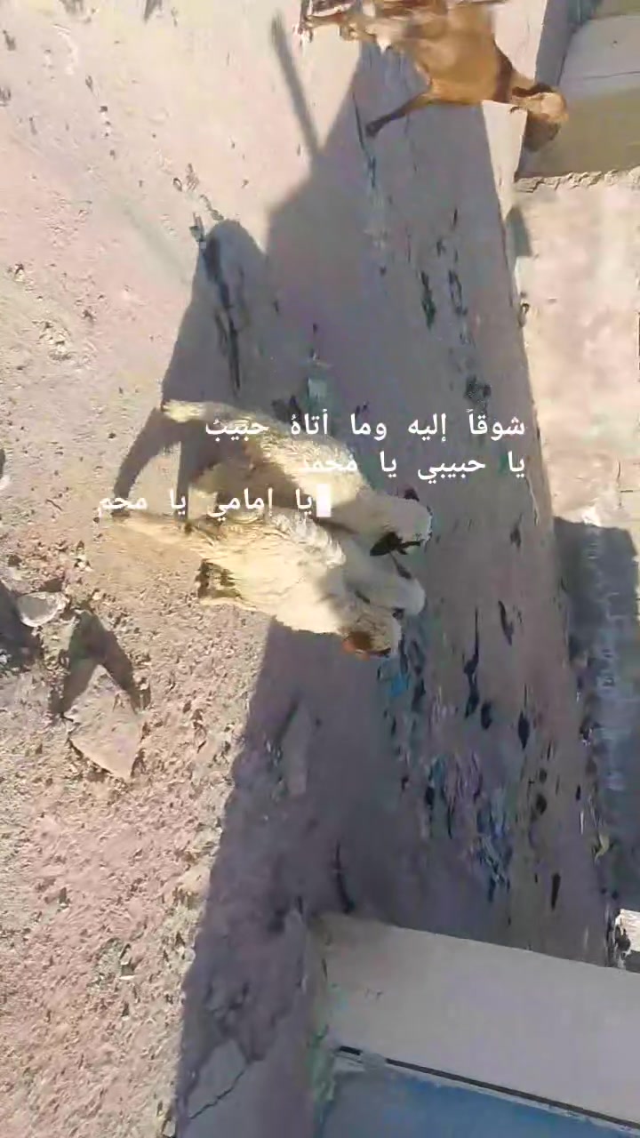 يا الله طليان العدد 3بيهن نثايه 2 فحل واحد طاليان صغار مال جني صاحيات شرط الصحه وسالمات من كل عيب مكفول كافت شروط الجني وين راحوا جنايه على باب الله تنزيلات جوه سوك سعر الواحد 125قفل من الخير بدون عمله المكان البصره الزبير وشراي يتصل بلخدمه بيه وتساب موجود ***********خوان تفاصيل اكثر خاص والا يوجد حجز
