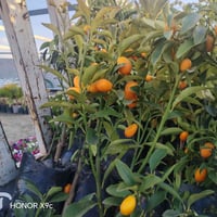 كمكوات • شتلة • الخالديه سده ابو فليس