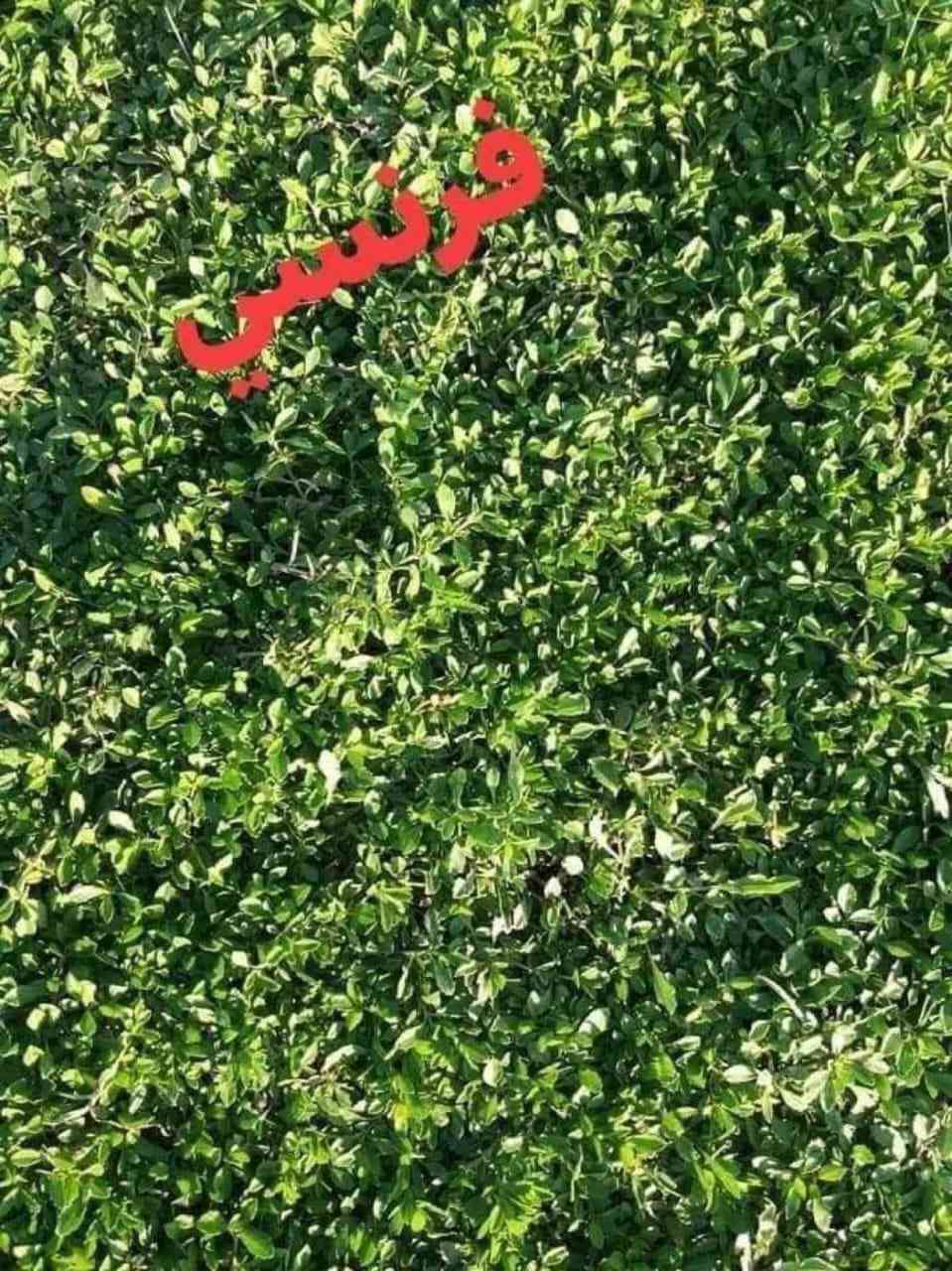 باسعار ثيل ديالى الطبيعي 🏡
أهلاً بكم في مجموعه مزارع ديالى لثيل الهندي الطبيعي 🌿🌱

 نقدم لكم افضل انوع الثيل الطبيعي عالي الجوده يتحمل كافه الضروف البيئية.🌦️🌞

دائم الخضرة🌿🌳 وباسعار تنافسيه وعروض مميزة ☘️❤️

#مستعدون لتجهيز وفرش الحدائق🏡 ودوائر الدولة🏡والمنازل🏡🏡

و تجهيز الملاعب🏟️ والمنتزهات بانسب الاسعار مع ضمان الجودة العالية في العمل👷👷

مع خدمة التوصيل خلال24ساعه🚛🚛  

الاسعار 💵💸 تختلف حسب الكمية 

للاستفسار الاتصال على : 

او التواصل مع الصفحه عن طريق ارسال رسالة على الوتساب او الاتصال📞‏***********
