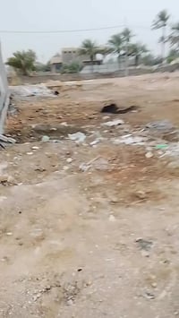 الرجيبة • طابو زراعي • ٢٢٨م