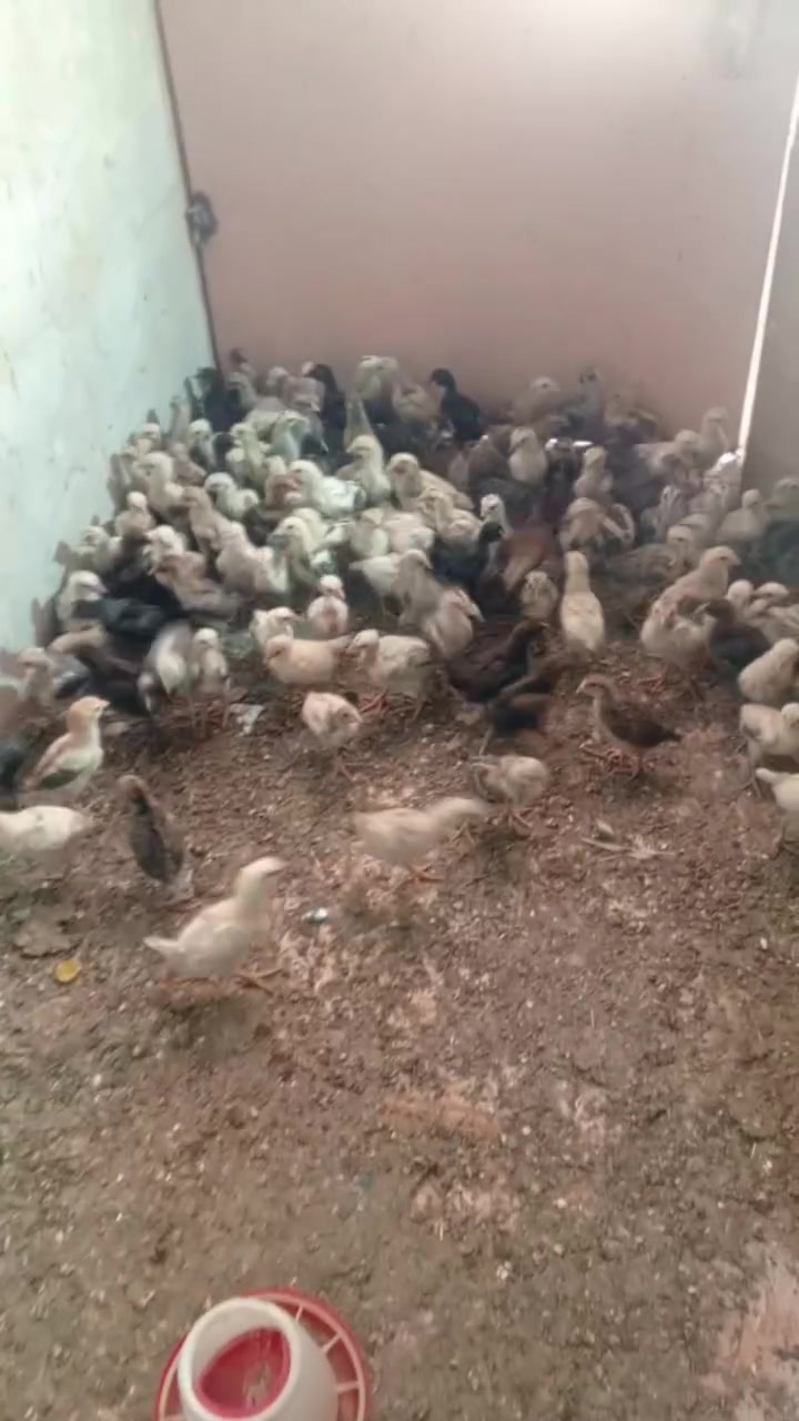 السلام عليكم اخوان متاح للبيع  افراخ عرب اصلي عمرهم 20 يوم بيهن ابو ركيبه وبيه عادي  عددهم 140 تك ماخذ علاجات كامل استفسار على على الخاص او على 
رقم ***********
