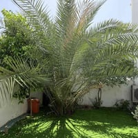 فسائل برحي • ٥-٦ سنوات • النجف