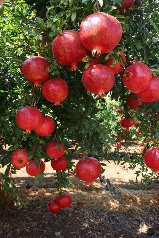 على بركة الله يوجد لدينا رمان امريكي وندر فول درجة اولى العمر سنتين  شرط الضمان بأذن الله 
المكان صلاح الدين بلد يثرب 
للاستفسار والحجز الاتصال على الرقم 
***********
