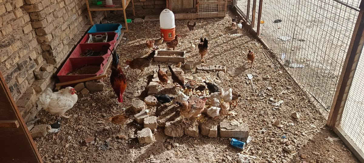للبيع . نضيفات 
ديوانيه حي العسكري الرابع


**إذا كنت صاحب هذا الإعلان وتريد حذفه لأي سبب، رجاءا أرسل رسالة إلى الدعم الفني**