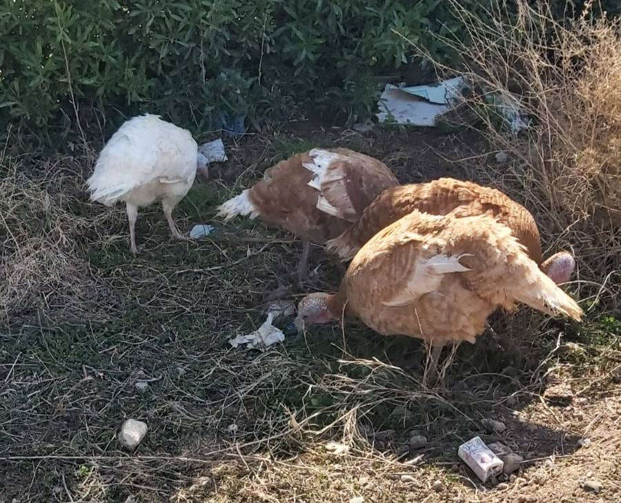 فحل فسفس هولندي احمر+ اناث عدد ٤ السعر ١٧٥ مكان صاحبها السد للاستفسار الاتصال ‏‪0780 484 0442‬‏
