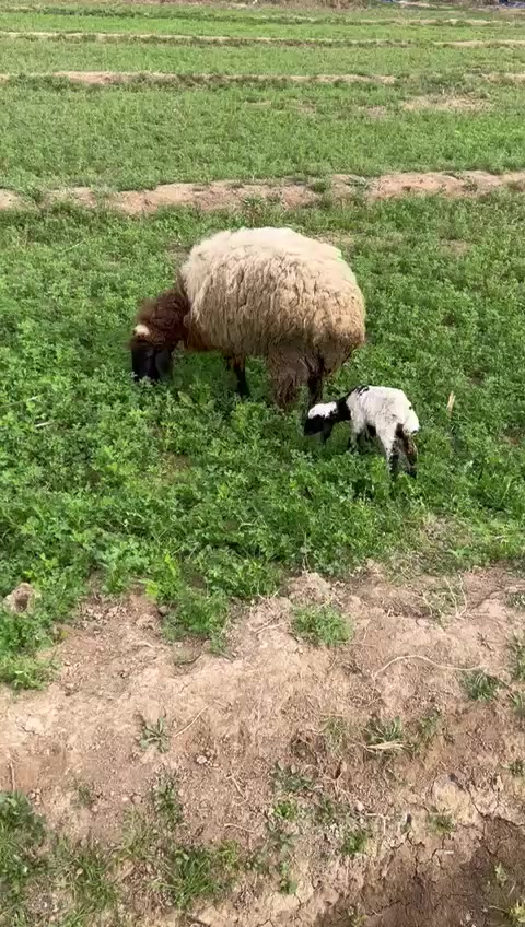 للبيع 3نعاج مطافيل  وحده وراهة فحل وثنين وراهن نثاية نعاج ام اول وثاني بطن مكفولات وشرط النصاحة وياهن الفحل مالتهن وياهن 3وراجين صغار المكان العبايجي
***********بي واتس اب الشراي يتصل ويدلل
