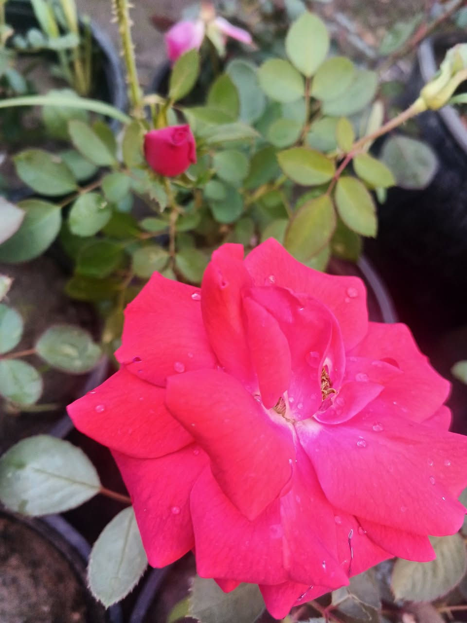 يتوفر ورد جوري احجام كبيره  وسط 
عنوانه كوفه شارع عبد العال خلف مديريه الماء ***********
