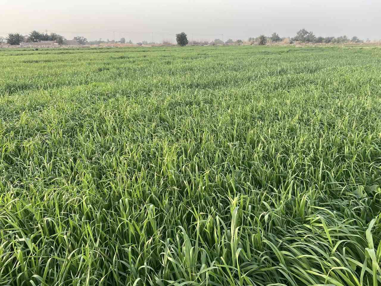 السلام عليكم ورحمه الله وبركاته 
ارض زراعيه للبيع المساحه 16 دونم متوفر ماء وكهرباء الاستفسار الاتصال على الرقم التالي *********** 

***********
المكان واسط قضاء الموفقيه قريه الخميسيه
