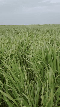 زرع للبيع مساحه ٤٥ دونم بلحمزه الشرقي ***********
