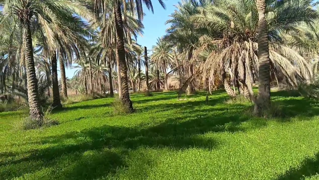 بستان للبيع مساحه ٥ دونم في كربلاء قضاء الحسينية منطقة الصلاميه  كافه الخدمات متوفرة  بيع المساحه حسب رغبة المشتري تبعد عن مركز المدينة بحدود ٢٠ كيلو تقريبا باتجاه بغداد وللمزيد من المعلومات الاتصال على الرقم ***********
