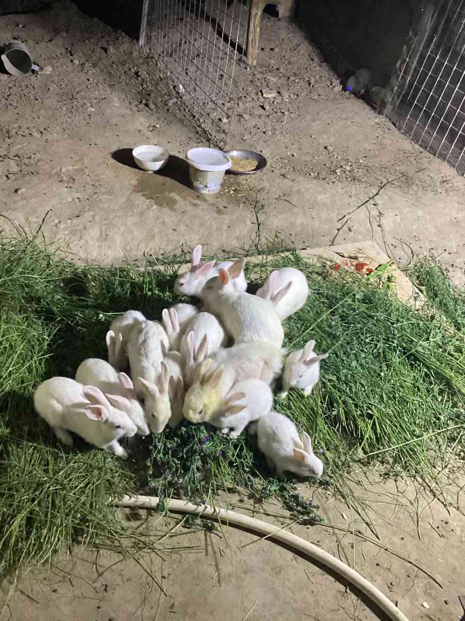 السلام عليكم
أرانب فرنسية للبيع 

ذكوره عدد 2 عمارهن 6اشهر .10.000

نثاية وذكوره 3عمرهن 4اشهر .15000

صغار العدد 6 كلهن ب 10.000
تواصل خاص فقط ،مكان الرمانه


**إذا كنت صاحب هذا الإعلان وتريد حذفه لأي سبب، رجاءا أرسل رسالة إلى الدعم الفني**
