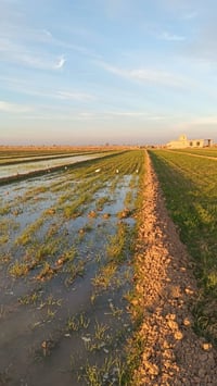 الزيدان المحمودي • ٣دونم • طابو