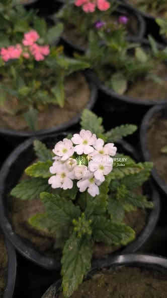 مينا + اليسيوم(شبكة)
متوفر داخل المشتل 

📍 زورونا في موقعنا:
مشتل الأوسكار – حي الحنانة – شارع نجف _ كوفة
(مقابل غرفة تجارة النجف و فريندز كافيه ومطعم شريف– مجاور متنزه الحنانة العائلي)

🕗 أوقات الدوام:
من 8:30 صباحاً إلى 8:00 مساءً

📞 للطلب والاستفسار:
*********** – ***********
(اتصال / واتساب / مراسلة عبر فيسبوك)
 متوفر دفع  زين  كاش ومتوفر ماستر  

🚗 يتوفر توصيل داخل النجف
موجودين في تطبيق توترز لبعض المواد الزراعية 

أهلاً وسهلاً بكم دائماً في مشتل الأوسكار 🌹🌹🌹
