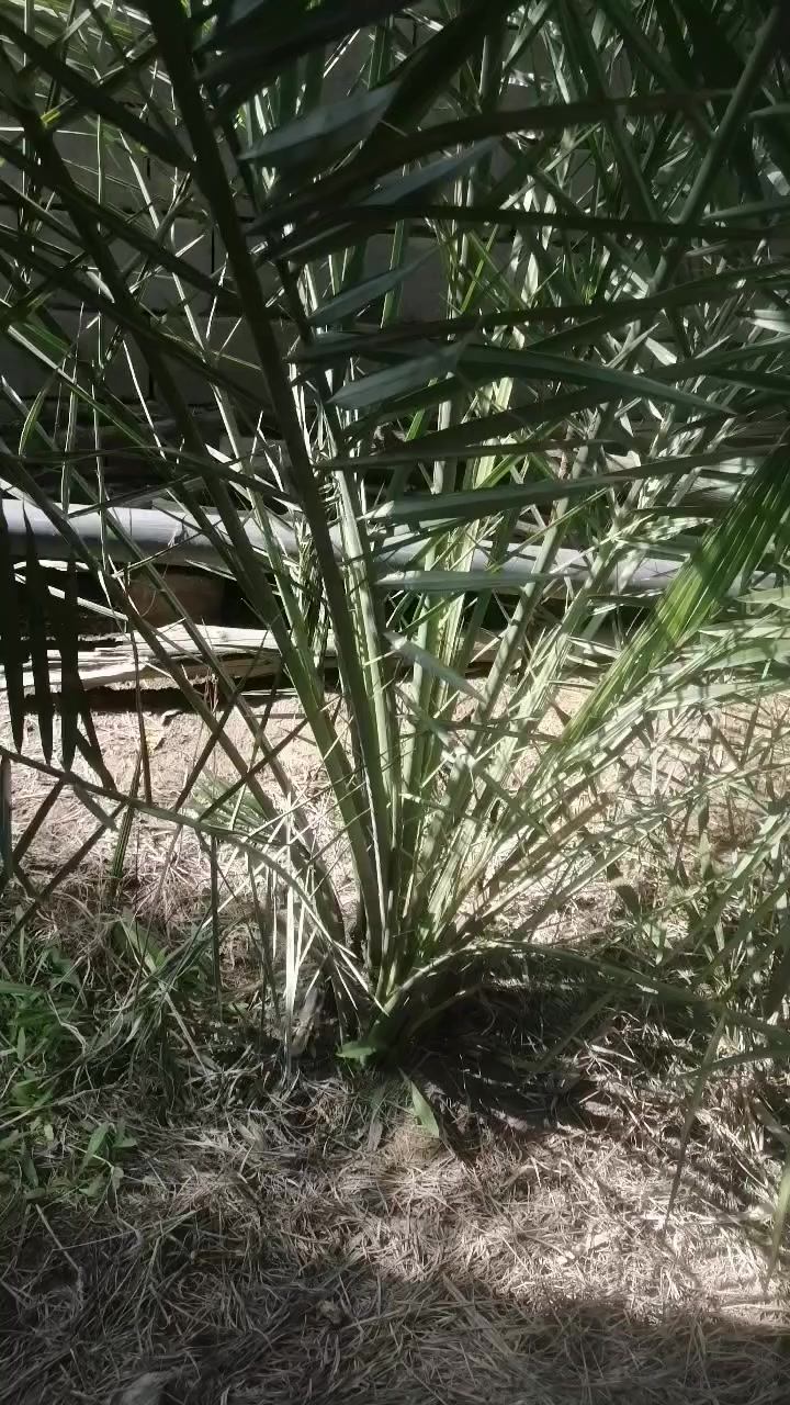 أنواع النخيل للبيع اللي يرغب بالشراء يتواصل ويانة على الرقم *********** واتساب مفتوح
