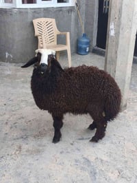 تم العثور على فطيمه لمضيعها يتصل ع الرقم 07808920706