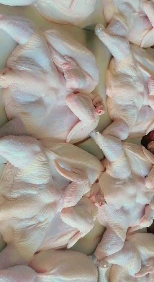 متوفر اليوم هذا العرض
5 دجاجات كبار وزن كيلوين السعر 33 الف 
للحجز *********** بي واتساب 
او مراسلة الصفحه 
تتوفر خدمة التوصيل داخل النجف والكوفه اقضيه ونواحي 
العنوان النجف الأشرف بداية ملحق الروان مقابل حلويات المنار
