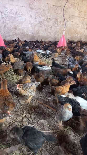 سلام عليكم دجاج عرب البيع سعر الزوج 7ونص 
***********
