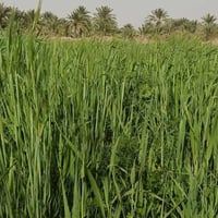 سفحه 9دونمات للبيع اليريد يتصل على هاذه الرقم‏‪07868444791‬‏