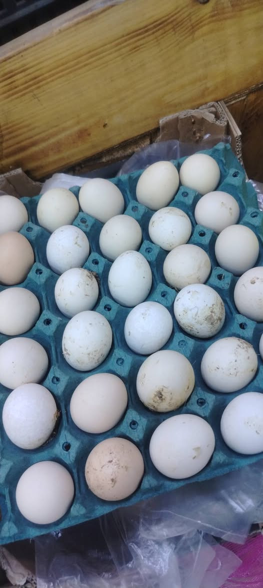 توفر لدينا بيض سمان + بيض عرب
جديد
علوة أبو مهند وأولاده 
خدمة التوصيل
*********** واتساب
***********
راوه الجديده قرب أسواق قصي الراوي
