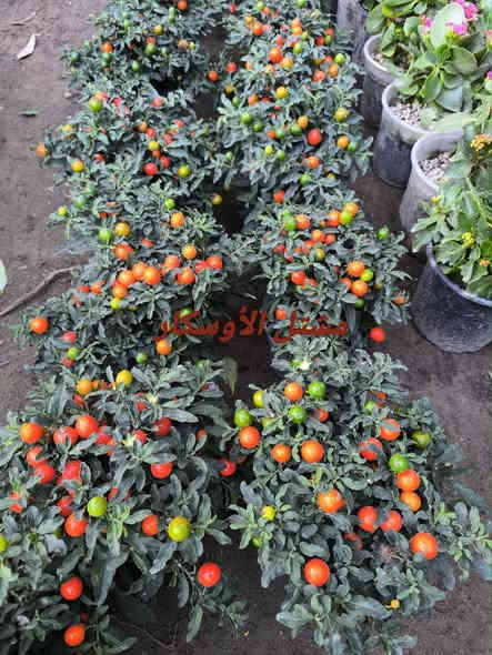 كرز زينة او طماطة الزينة 

متوفر بسعر 5,000

📍 زورونا في موقعنا:
مشتل الأوسكار – حي الحنانة – شارع نجف _ كوفة
(مقابل غرفة تجارة النجف و فريندز كافيه ومطعم شريف– مجاور متنزه الحنانة العائلي)

🕗 أوقات الدوام:
من 8:30 صباحاً إلى 8:00 مساءً

📞 للطلب والاستفسار:
*********** – ***********
(اتصال / واتساب / مراسلة عبر فيسبوك)
 متوفر دفع  زين  كاش ومتوفر ماستر  

🚗 يتوفر توصيل داخل النجف
موجودين في تطبيق توترز لبعض المواد الزراعية 

أهلاً وسهلاً بكم دائماً في مشتل الأوسكار 🌹🌹🌹
