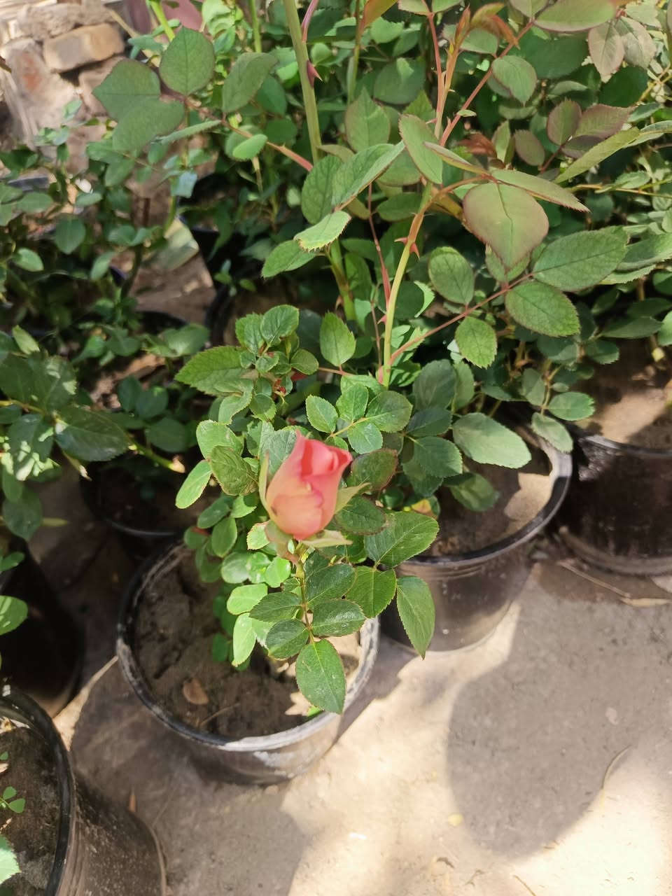 يا الله ورد سلطاني عراقي عطر فواح 
سعر 2500 الكميه قليله كلش
ورد الوان الفين دينار
متوفر توصيل داخل وخارج المسيب


**إذا كنت صاحب هذا الإعلان وتريد حذفه لأي سبب، رجاءا أرسل رسالة إلى الدعم الفني**