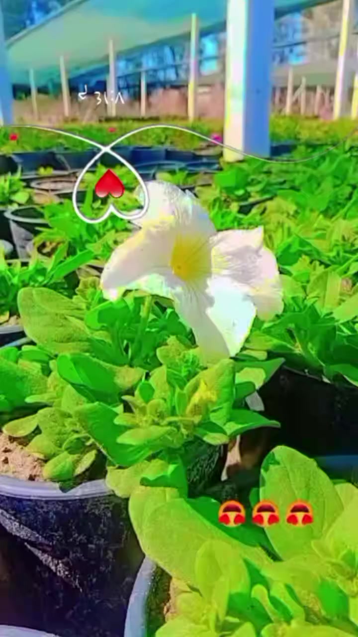 سلام عليكم اخواني الاعزاء
توفر  لدينا في مشتل وغابات النعيميه شتلات ورد البتونيا 

يتوفر 5نوعيات الوان 

سعر الشتله بجمله ٣٥٠ دينار 

ام المفرد ب٥٠٠دينار

تواصل واتس ***********
الاثير ***********
