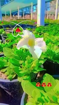 شتلات بتونيا • النعيميه • ٥ ألوان