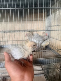 صواصي • فيومي • المنيوم