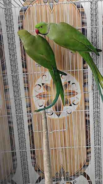 زوج دره هندي شرط الانتاج 
طيور حلوه مال بيت منتجه سابقا 
طيور خشنه تبارك الله 
السعر 165 الف 
محلات سوق غزل تكريت 
العنوان تكريت شارع جميل قرب مرطبات ايس هاوس 
للاتصال ***********
زيارتكم تسعدنا
