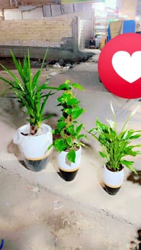 🌿🌸 روضة الخُضرة – نباتات زينة للبيت والحديقة 🌸🌿 نوفر أجمل النباتات الط...