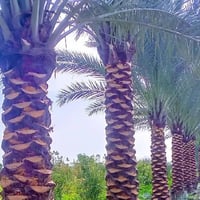 متوفر صاعود نخل للتلقيح والتنضيف والتكريب للتواصل خاص رقم الموبايل  07...