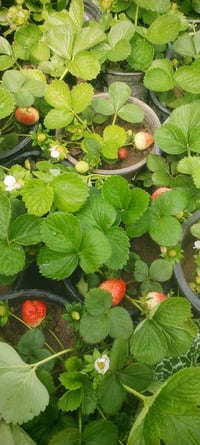 نبات فراولة • مثمر • سندانة